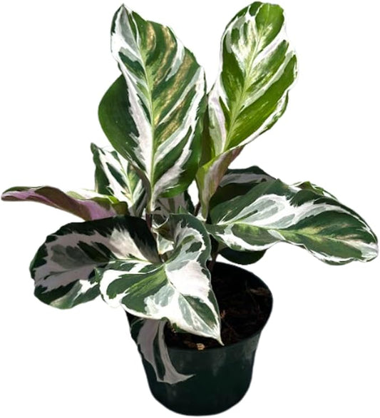 Calathea Live Plant in 4" Pot - Calathea Stella Plant Live - Pet Safe Easy to Grow Indoor Houseplants Flowers for Home Office Wedding Decor & Birthday Gift (Heat Pack Included)
