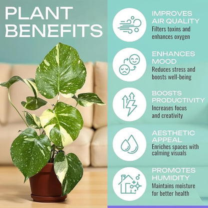 CoollectivePlants Monstera Thai Constellation – Live Plant in 2″ Grower’s Pot, Easy Indoor Houseplant, Thai Constellation Monstera, Includes UniHeat Pack for Winter Protection