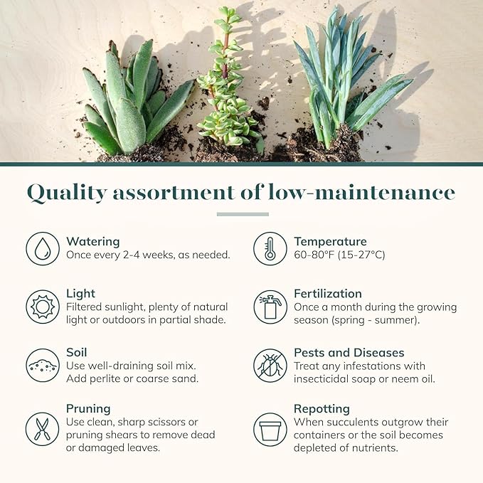 Shop Succulents Collectors Succulent Plant Pack Collection - Live Mini Succulent Plants, Low Maintenance, Colors & Textures - Wedding and Party Favors, Gift & Garden, Pack of 32