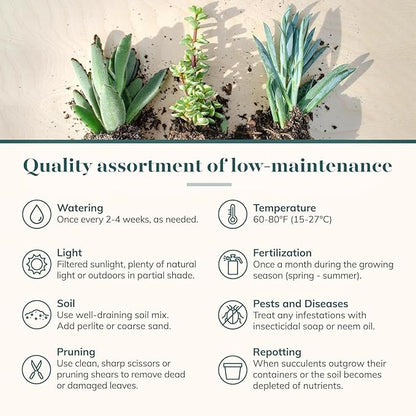 Shop Succulents Collectors Succulent Plant Pack Collection - Live Mini Succulent Plants, Low Maintenance, Colors & Textures - Wedding and Party Favors, Gift & Garden, Pack of 12
