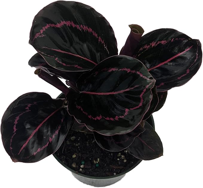 Dottie Rose Painted Prayer Plant - Calathea roseopicta 'Dottie' - Easy - 4" Pot