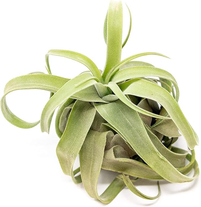 Medium Air Plants Streptophylla - Live Tillandsia Succulent House Plants - Available in Wholesale and Bulk - Home and Garden Decor - Easy Care Indoor and Outdoor Plant (Pack of 1)