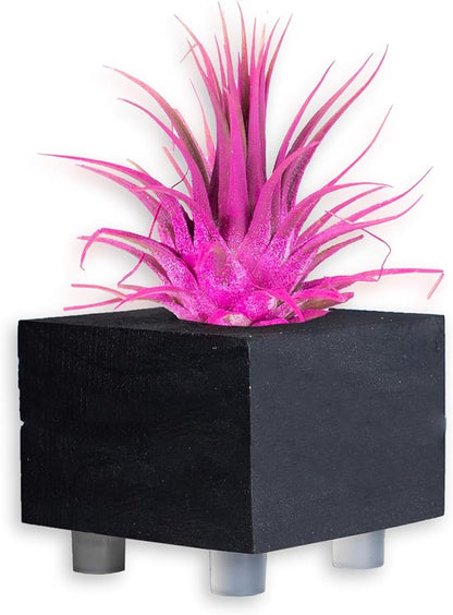 Air Plants - Tillandsia Ionantha - Organically Enhanced Color - Live Arrival Guaranteed - House Plants for Home Decor & Gift (Rose_Pink_2pk+2_Black_Planters)