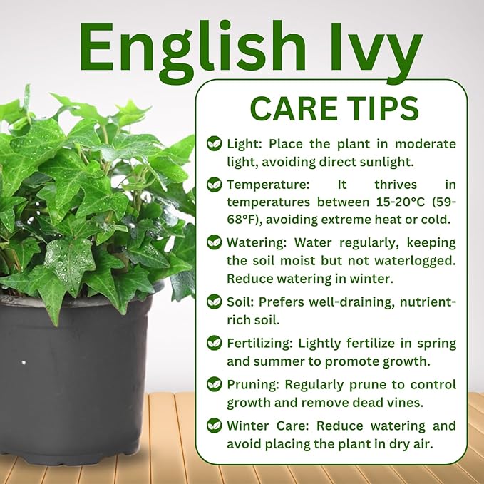 Trailing English Ivy Live Plant, Hardy Green Ivy Plants in 4" Pot, Climbing Plants Outdoor Garden, Easy Care House Plant
