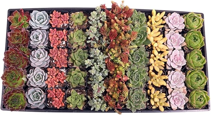 Mountain Crest Gardens Assorted Succulents Bulk Pack - 50 Live Plants in 2 Inch Pots - Real Indoor/Outdoor Succulents for DIY, Gifts, Weddings, and Home Decor