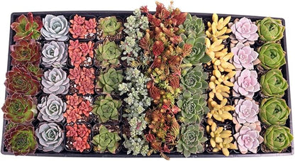 Mountain Crest Gardens Assorted Succulents Bulk Pack - 50 Live Plants in 2 Inch Pots - Real Indoor/Outdoor Succulents for DIY, Gifts, Weddings, and Home Decor