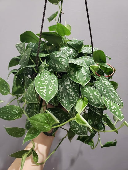 Satin Pothos - Live Plant in a 4 Inch Pot - Scindapsus Pictus - Elegant Indoor Houseplants Straight from The Nursery