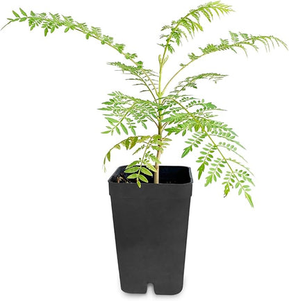 Mini Jacaranda Tree, 3-4 Inch Tall Bonsai Tree in 2-Inch Pot, Trees Live Plants Outdoor Hardiness Zones 9-11, Bonsai Live with Purple Flowers