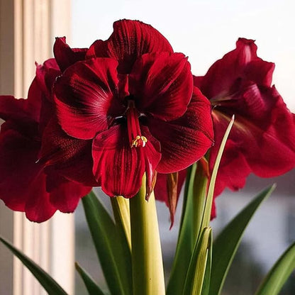Amaryllis ‘Merengue’ Bulb – Exotic Hippeastrum Cybister Variety with Red Spider-Lily Style Petals | Rare Outdoor Amaryllis Flower Bulb, Easy-to-Grow Tropical Perennial for Garden Beds