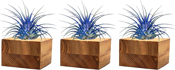 Air Plants - Tillandsia Ionantha - Organically Enhanced Color - Live Arrival Guaranteed - House Plants for Home Decor & Gift (3pk Blue Bell Tan Singles)