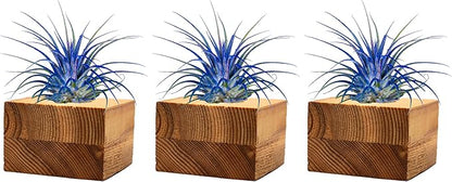 Air Plants - Tillandsia Ionantha - Organically Enhanced Color - Live Arrival Guaranteed - House Plants for Home Decor & Gift (3pk Blue Bell Tan Singles)