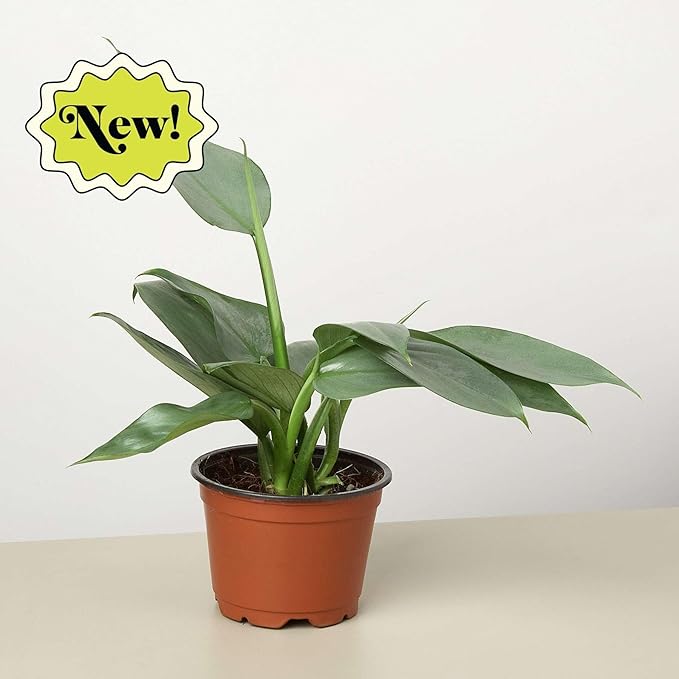 Philodendron Silver Sword Live Plant for Indoor | Different Houseplants in 4'' & 6'' Pot | Real House Plant for Living Room, Office, Desk & Bathroom | Silver Sword hastatum