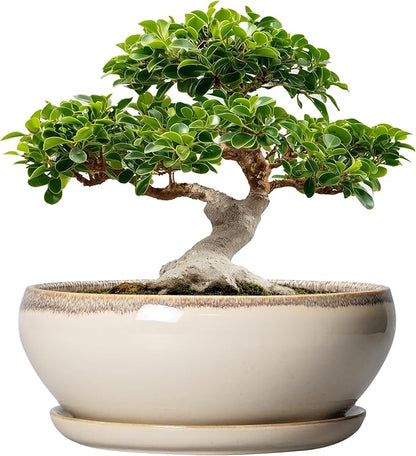 SQOWL Bonsai Pots 12 Inch - Large Ceramic Succulent Planters, Shallow Planter with Drainage Hole and Saucer, Round Bowl Planter for Indoor Outdoor Plants, Home Decor, Plant Lover Gifts, Beige
