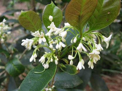 Fragrant Tea Olive Osmanthus Fragrans - 30 Fully Rooted Live Plants - Fragrant Blooming Shrub