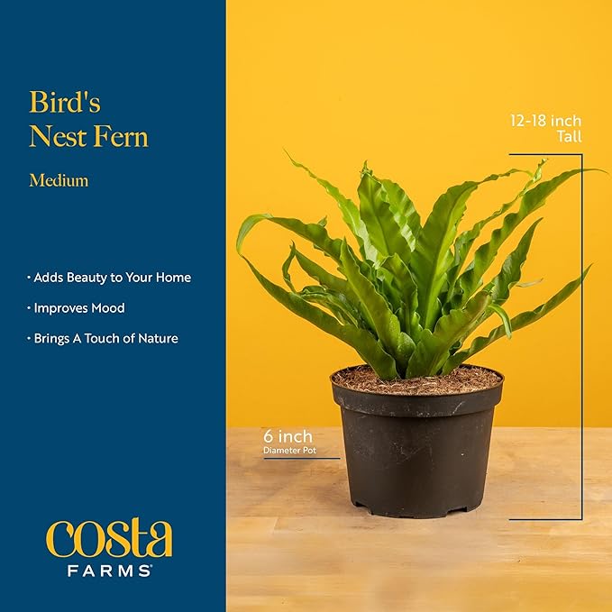 Costa Farms Bird's Nest Fern Live Plant in Decorative Pot, Air Purifying Indoor Houseplant, Perfect for Home, Room, or Office Decor, Great House Warming or Birthday Gift, 12-18 Inches Tall