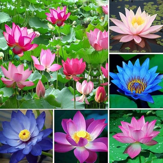 100 Mixed Bowl Lotus Seeds, Aquatic Perennial Lotus Seeds for Planting, Bonsai Lotus Flowers for Indoor and Outdoor, Water Lily Flowers for Bowl and Garden