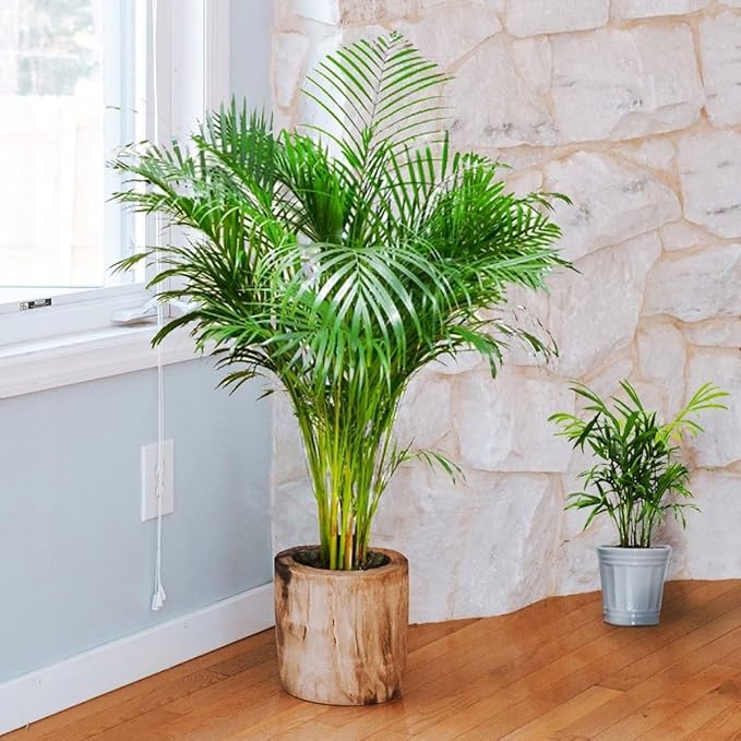 Seeds Parlor Palm Neanthe Bella Palm Chamaedorea Rare Perennial Tree
