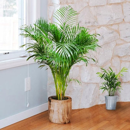 Seeds Parlor Palm Chamaedorea Indoor Perennial Tree