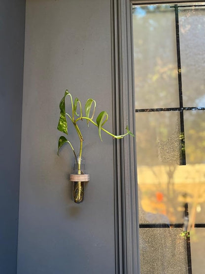 Magnetic Plant Propagation Stations – Set of 3 Single Vases for Indoor Hydroponic Flowers, Fridge or Entry Door Decoration(Set of 3 Single)