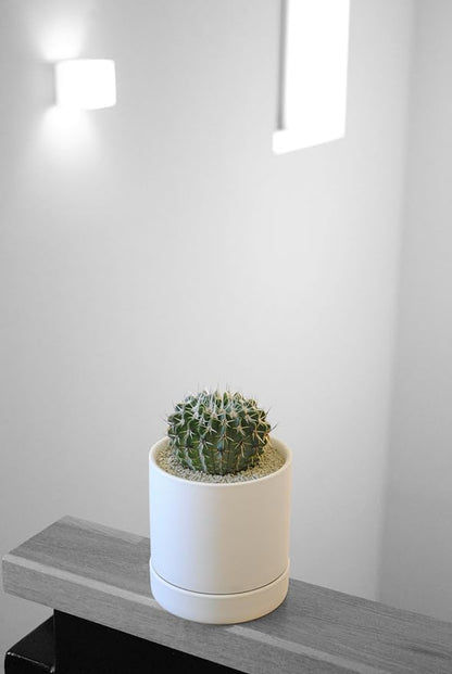 Sustainable Clean Soil for Succulents, Caudiciforms & Cacti, 2L (Medium Grain) Made in Japan – Nutrient-Enriched, No Mess, Reusable-La Terra Crystal Grain