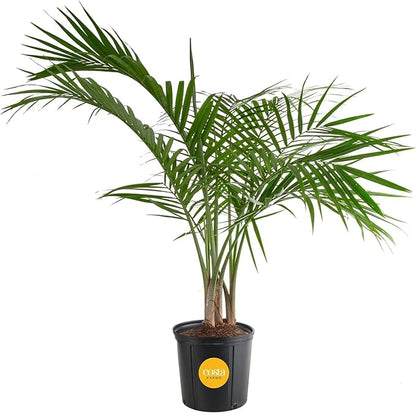 Costa Farms Majesty Palm Tree, Live Indoor Plant Potted in Grower Pot, Tropical Houseplant in Potting Soil, Patio Home Decor or Room Decor, Housewarming, 3-4 Feet Tall
