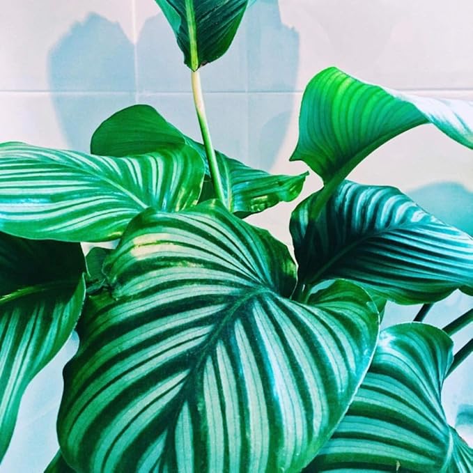 Calathea Orbifolia - 5 Live Plants in 4 Inch Pots - Calathea Orbifolia - Beautiful Easy to Grow Air Purifying Indoor Plant
