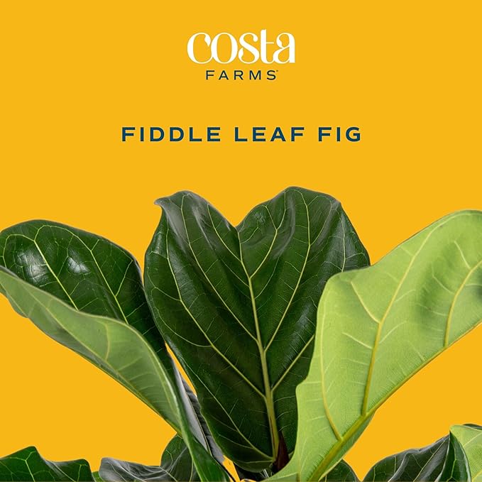Costa Farms Fiddle Leaf Fig Tree, Ficus Lyrata Live Indoor Floor Houseplant in Decor Planter, Tropical Plant for Home Potted in Soil, Home and Office Decor, Housewarming Gift, 3-4 Feet Tall