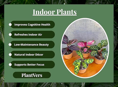 PLANTVERS Calathea Assorted Live Plant Set – Pack of 4 Live Plants in 2" Pots – Includes Calathea Roseopicta, Lancifolia, Dottie & Makoyana – Air Purifying Indoor Houseplants