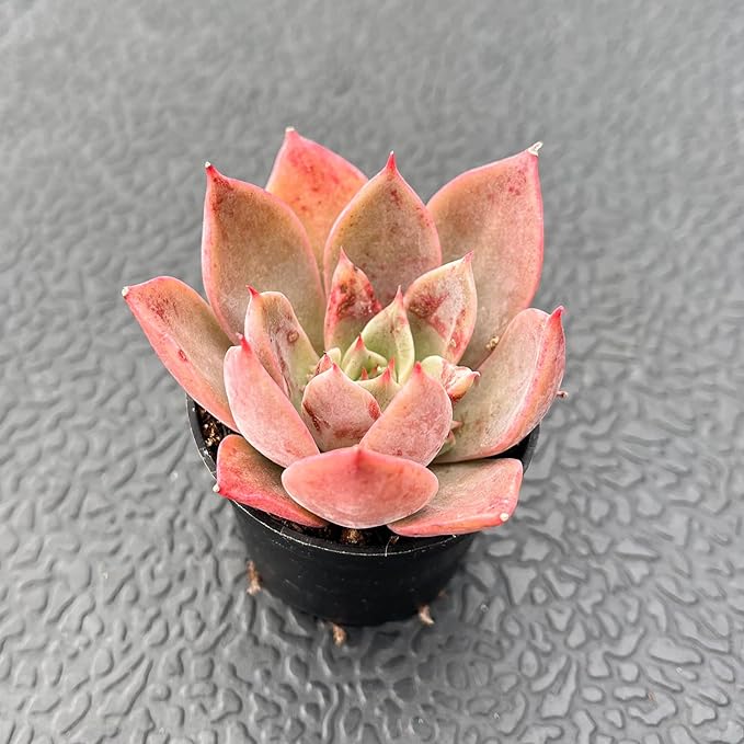 2" Live Succulent Plants Echeveria 'Meiyass', Mini Potted Succulents, Easy Care Indoor Houseplant, Unique Gifts, Home Office Décor