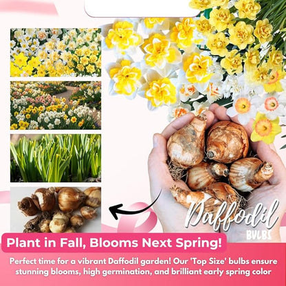 20 Daffodil Bulbs for Fall Planting, Spring-Blooming Narcissus Bulbs, Bulk Top Size Bulbs for Gardens, Borders and Flowerbeds Planting (Mixed Daffodil Bulbs)