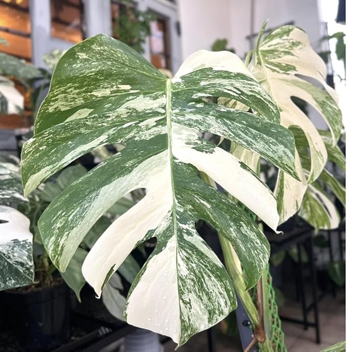 Philodendron Plant Live, Rare Tropical Variegated Live Indoor Houseplant, Starter Plants No Pot, 5-9" in Tall (Monstera Thai Constellation)