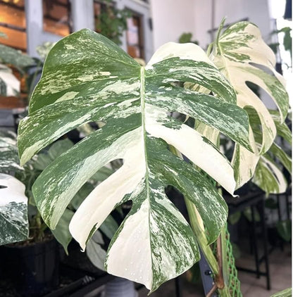 Philodendron Plant Live, Rare Tropical Variegated Live Indoor Houseplant, Starter Plants No Pot, 5-9" in Tall (Monstera Thai Constellation)