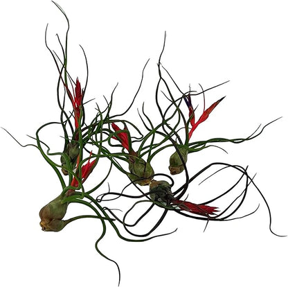 ragnaroc Air Plants - Flowering Tillandsia Bulbosa Guatemala, Large 3-5" - 5ct - Live Arrival Guaranteed - House Plants for Home Decor & Gift