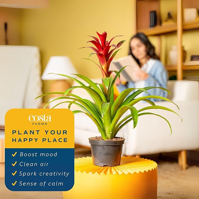 Costa Farms Bromeliad Live Plants (Pack of 2) - Blooming Flowers, 20-Inches Tall | Live Indoor Houseplants in Flower Pots | Assorted Colors | Housewarming Gift, Home, Office, Room Decor
