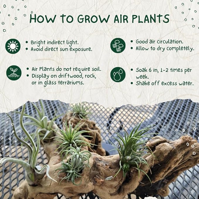 12 Tillandsia Air Plants, Live Succulents Indoor Plants, Assorted Airplants Variety for Decoration, Terrariums, and Office