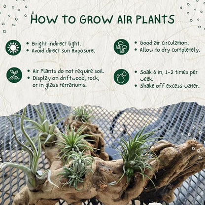 12 Tillandsia Air Plants, Live Succulents Indoor Plants, Assorted Airplants Variety for Decoration, Terrariums, and Office