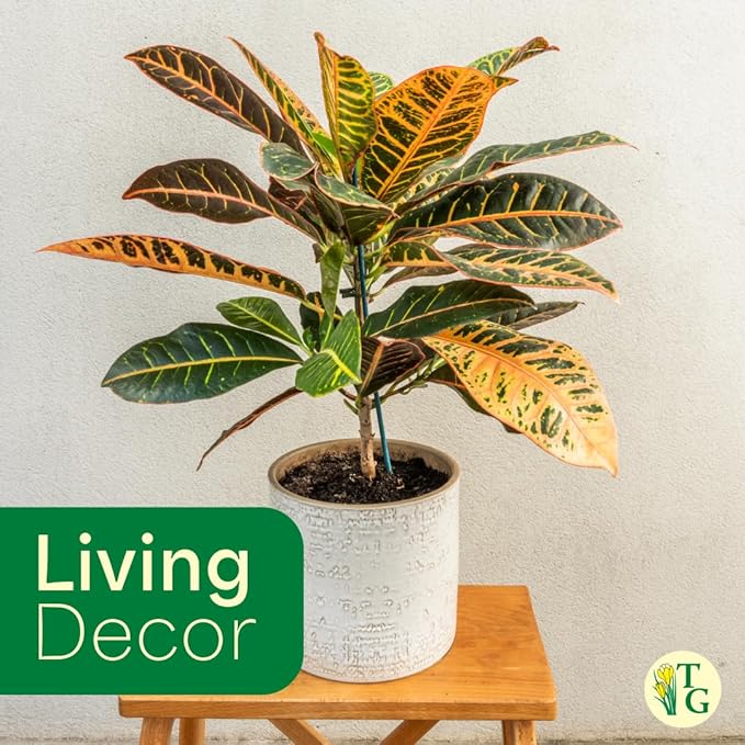 Thorsen's Greenhouse Live Petra Croton Plant, Codiaeum Variegatum, Colorful Foliage, Live Indoor Houselant (White, 4-inch Pot)