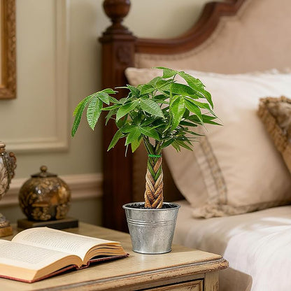 Live Plants Money Tree in 4" Matte Metal Pot, Easy to Grow Houseplant, Indoor Bonsai, Home Office Decor, Birthday Housewarming Gift