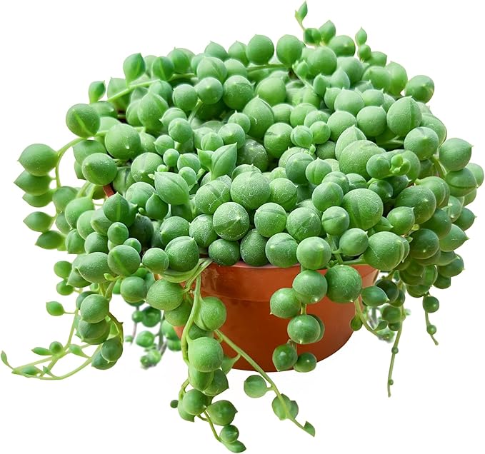 Live Succulent Plants String of Pearls, Rare Succulents Fully Rooted in 4" Pots with Soil, Easy-Care House Plant, Standard Packaging
