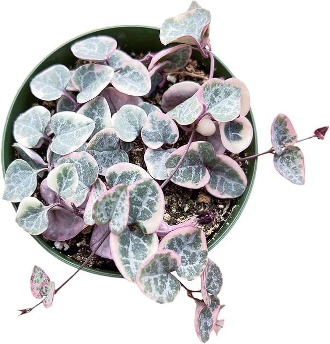 Live Succulent Plants (Variegated String of Hearts), Easy Care Houseplant for Home and Office Decor, Great Gift for Housewarming, Birthday, Thanksgiving