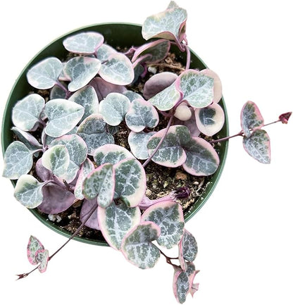 Live Succulent Plants (Variegated String of Hearts), Easy Care Houseplant for Home and Office Decor, Great Gift for Housewarming, Birthday, Thanksgiving