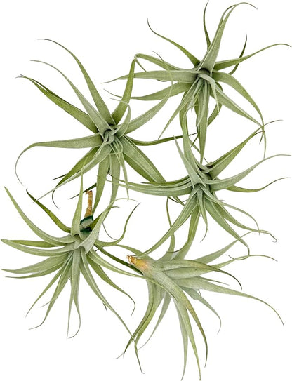 Live Air Plants - Tillandsia Albida 3-5" - 5ct – ragnaroc Live Indoor Plant - Live Arrival Guaranteed - House Plants for Home Decor & Gift