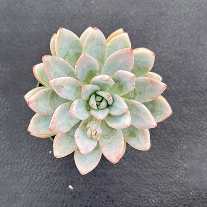 Live Succulent Plants (Echeveria 'Star Snow'), Easy Care Houseplant for Home and Office Decor, Great Gift for Housewarming, Birthday, Thanksgiving