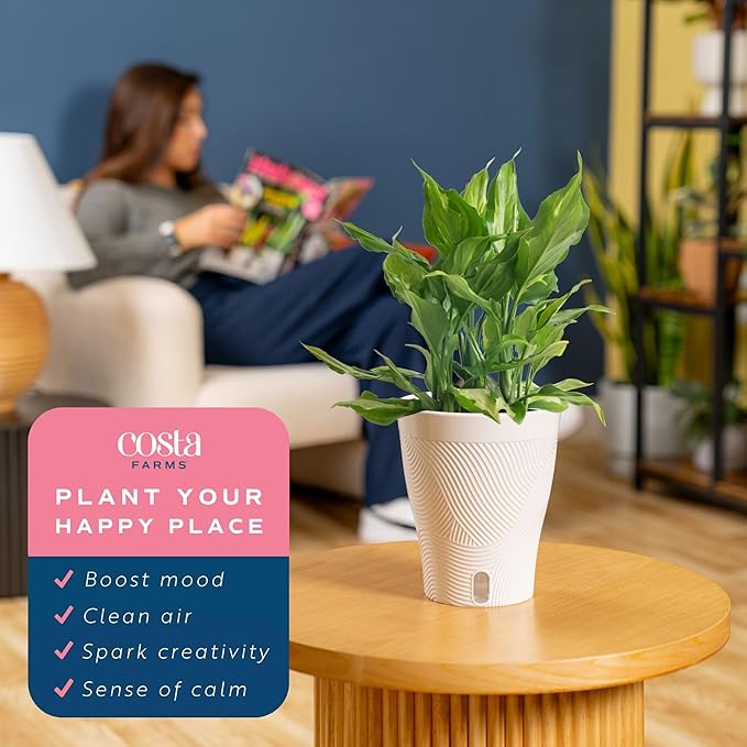 Costa Farms Aglaonema Spathonema, Rare Unique Live Indoor Plant in 6-Inch Self-Watering Houseplant Pot, Potting Soil, Trending Tropicals Collection, Room and Home Decor
