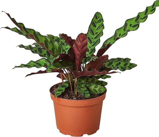 Calathea Lancifolia Rattlesnake Live Plant for Indoor | Different Houseplants in 4'' & 6'' Pot | Real House Plant for Living Room, Office, Desk & Bathroom | Peacock Zebra