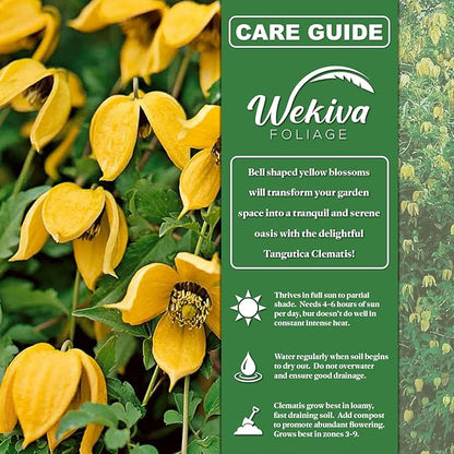 Clematis Tangutica - 4 Live Starter Plants in 2 Inch Growers Pots - Starter Plants Ready for The Garden - Rare Clematis for Collectors
