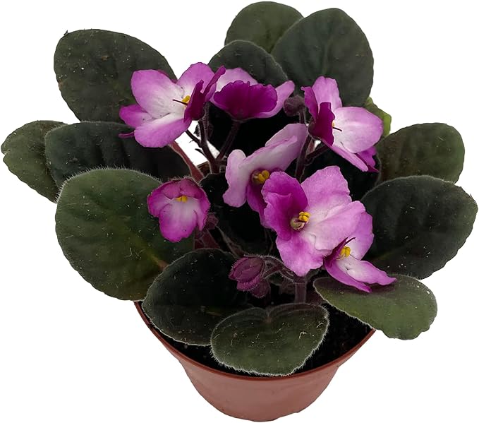 Novelty African Violet - 4" Pot - Best Blooming Plant