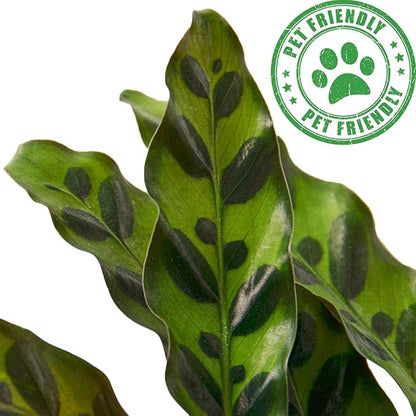 Calathea Lancifolia Rattlesnake Live Plant for Indoor | Different Houseplants in 4'' & 6'' Pot | Real House Plant for Living Room, Office, Desk & Bathroom | Peacock Zebra