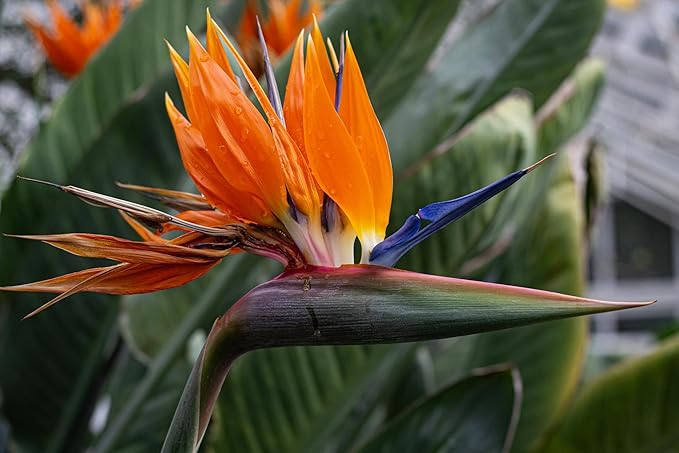 Live Orange Birds of Paradise Plant - ‘Orange Birds of Paradise’ Strelitzia Reginae - ragnaroc Tropical Plant 6-10” Tall - 1ct - Live Arrival Guaranteed - House Plants for Home Decor & Gift