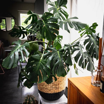 2 Rare Philodendron Live Plants Varieties Collection, Philodendrons Plants Size 5-9 Inc for Indoor Houseplant Décor, Ornamental Tropical Well-Rooted (Monstera Swiss Cheese Round Leaf)